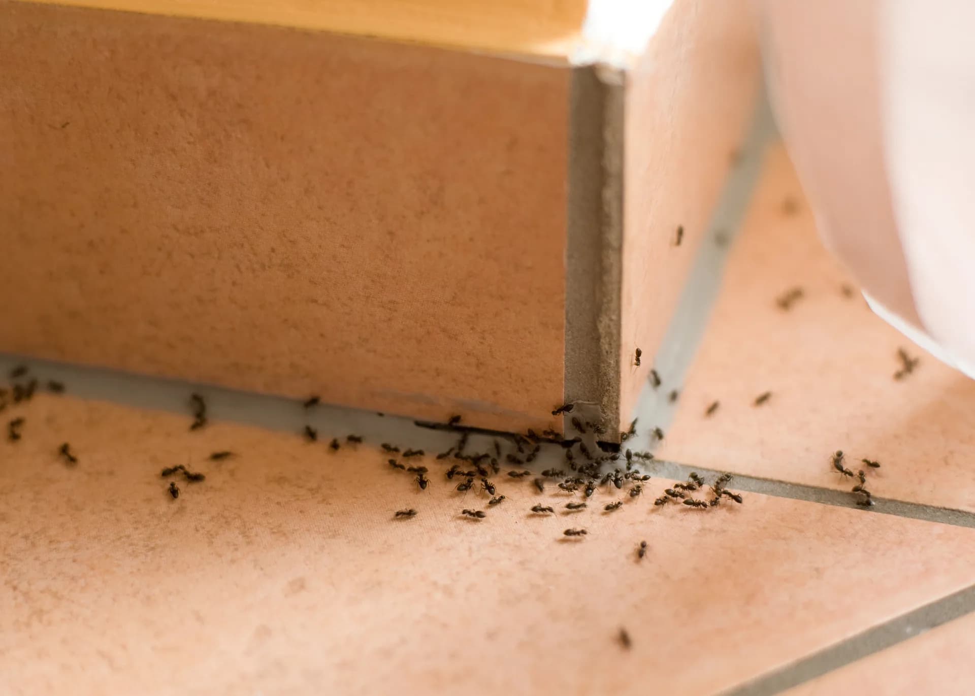 Argentine ants clustering in a corner during spring invasion after California rain