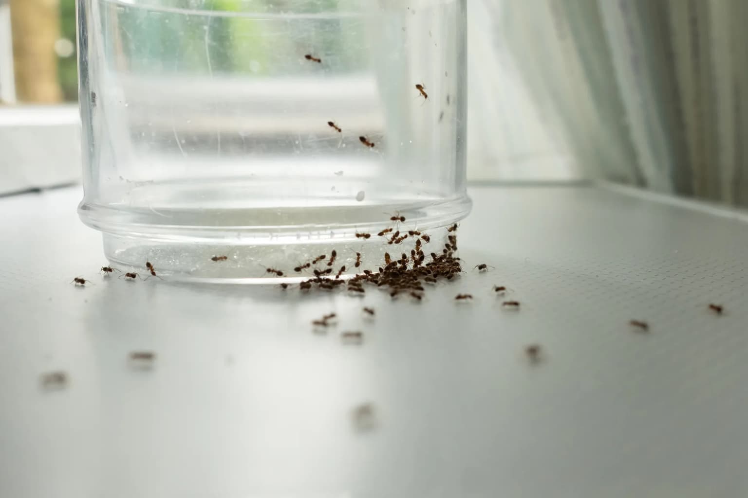 Argentine ants on a cup — Salinas Valley supercolonies invade food storage areas year-round