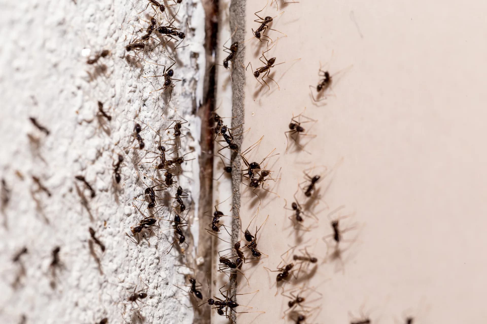 Argentine ants trailing across tile — one of the most common pests in Salinas, CA