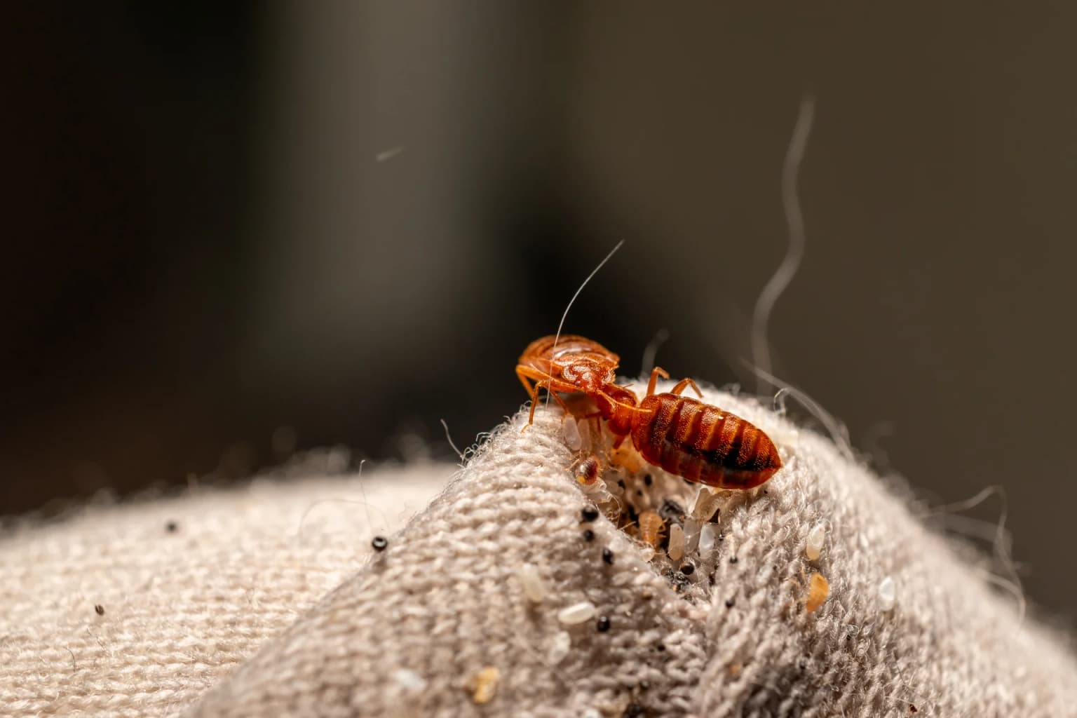 Bed bug in fabric — bed bugs hide in mattress seams, pillow cases, and furniture fabric waiting to feed