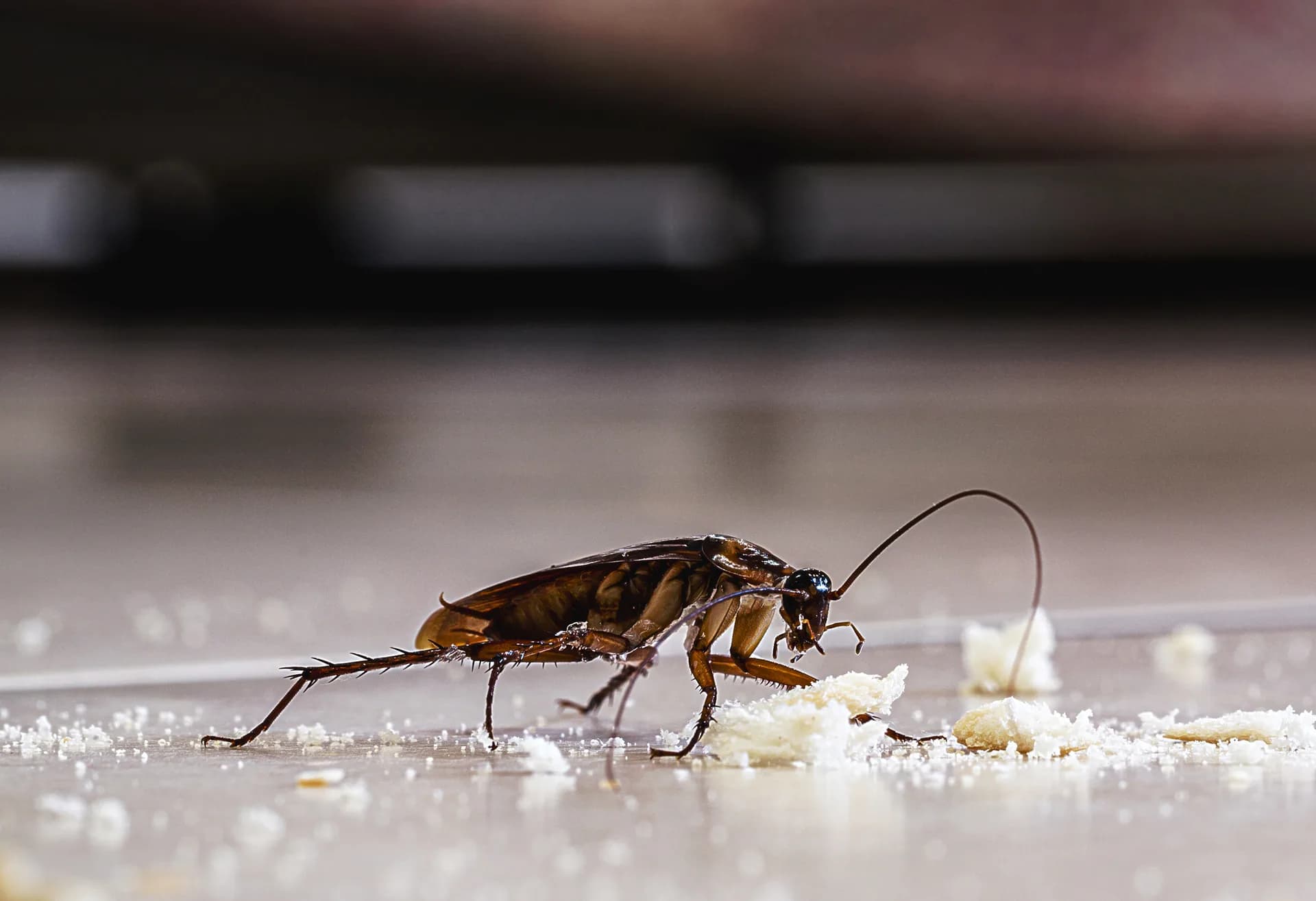 Cockroach eating crumbs on a kitchen surface at night — German cockroach infestation