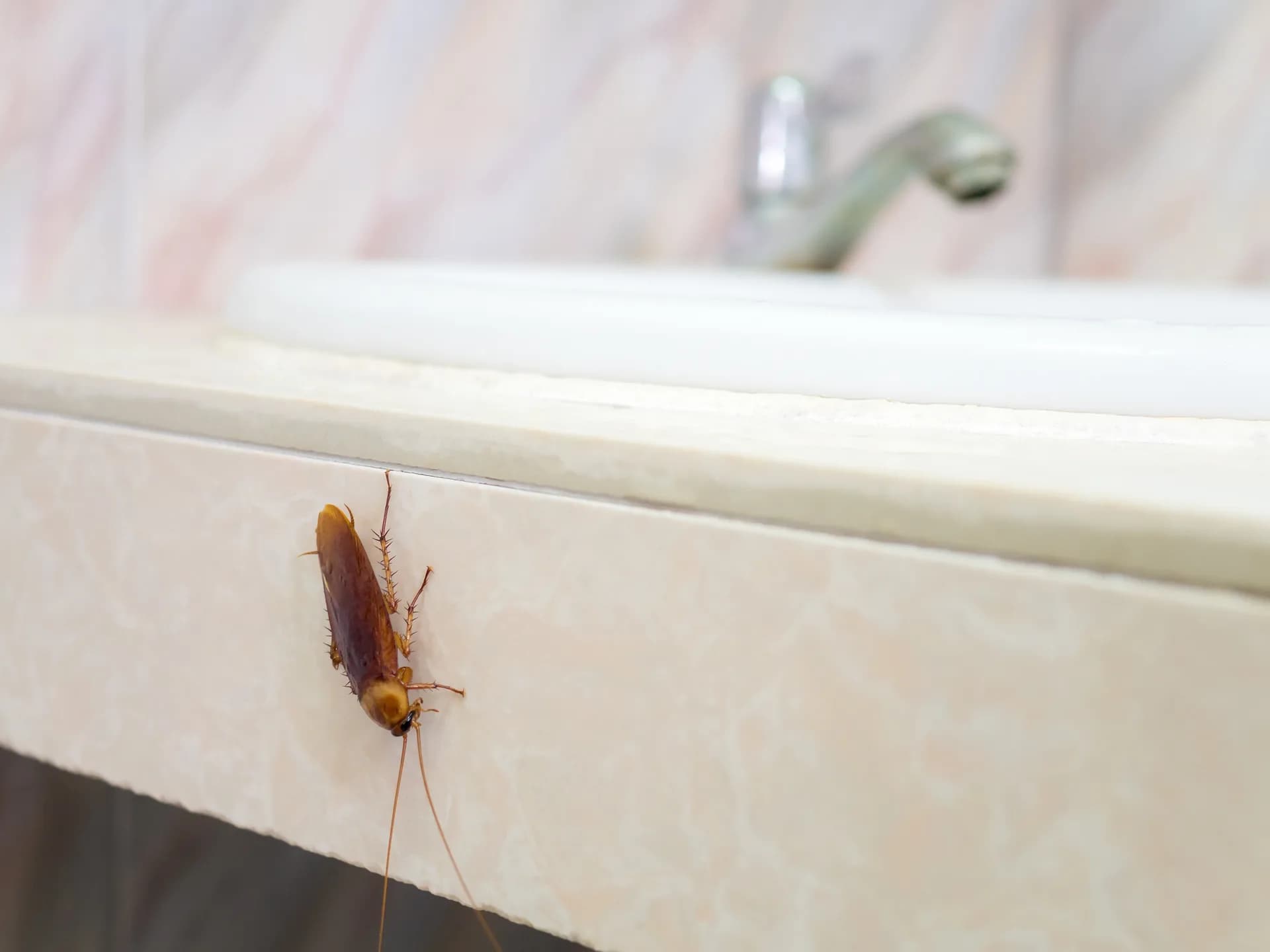 Cockroach on a bathroom counter — common indoor pest