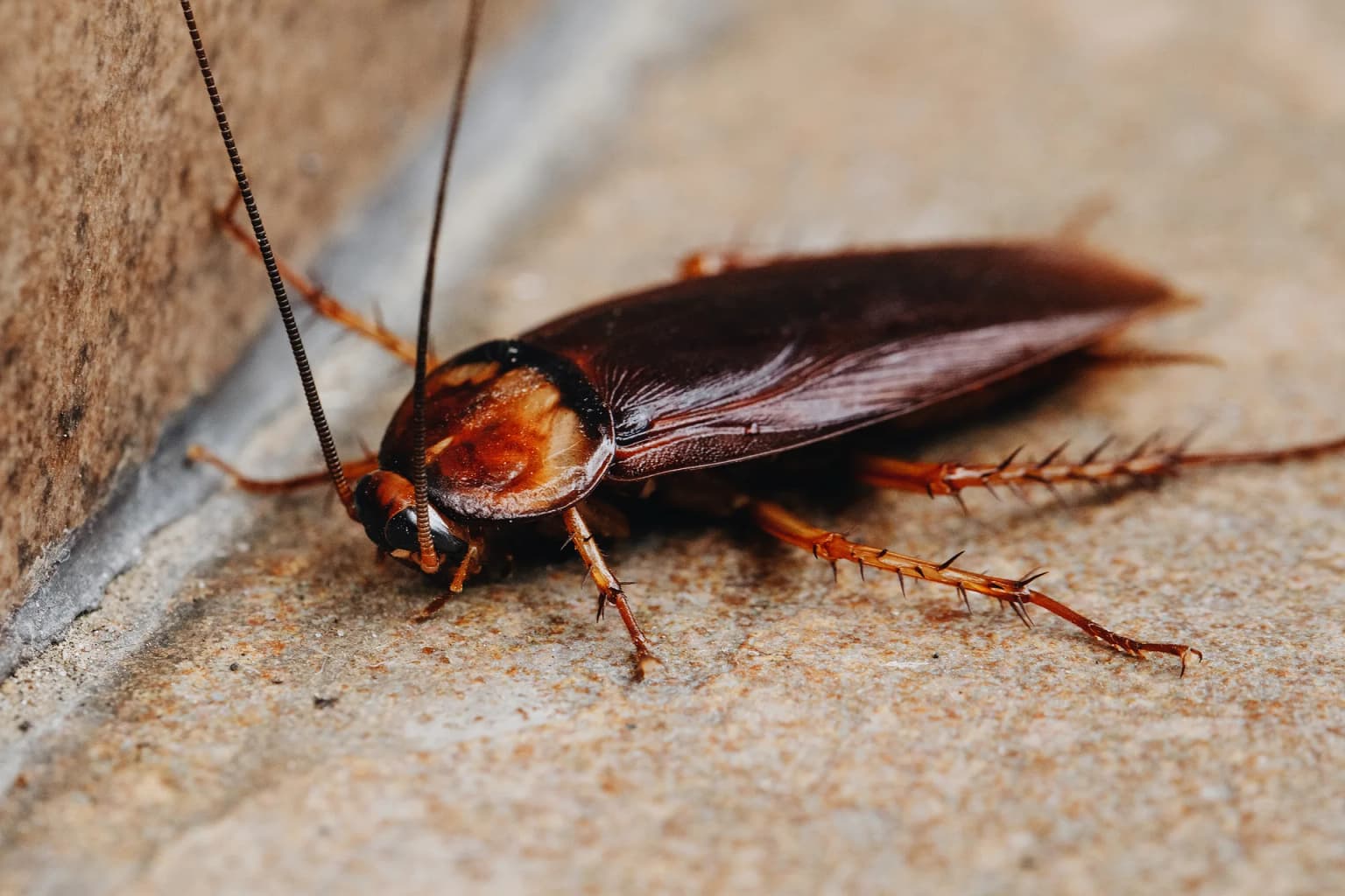 Cockroach — German and American cockroaches are the most common species treated in Central California
