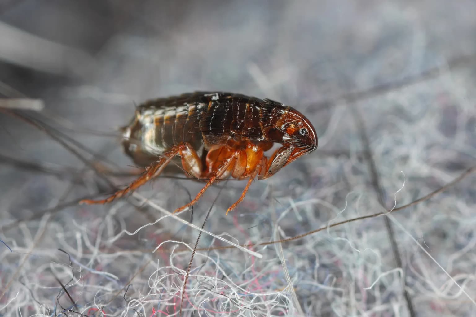 Flea crawling through fabric fibers — flea eggs accumulate in carpet and furniture where they hatch into new infestations