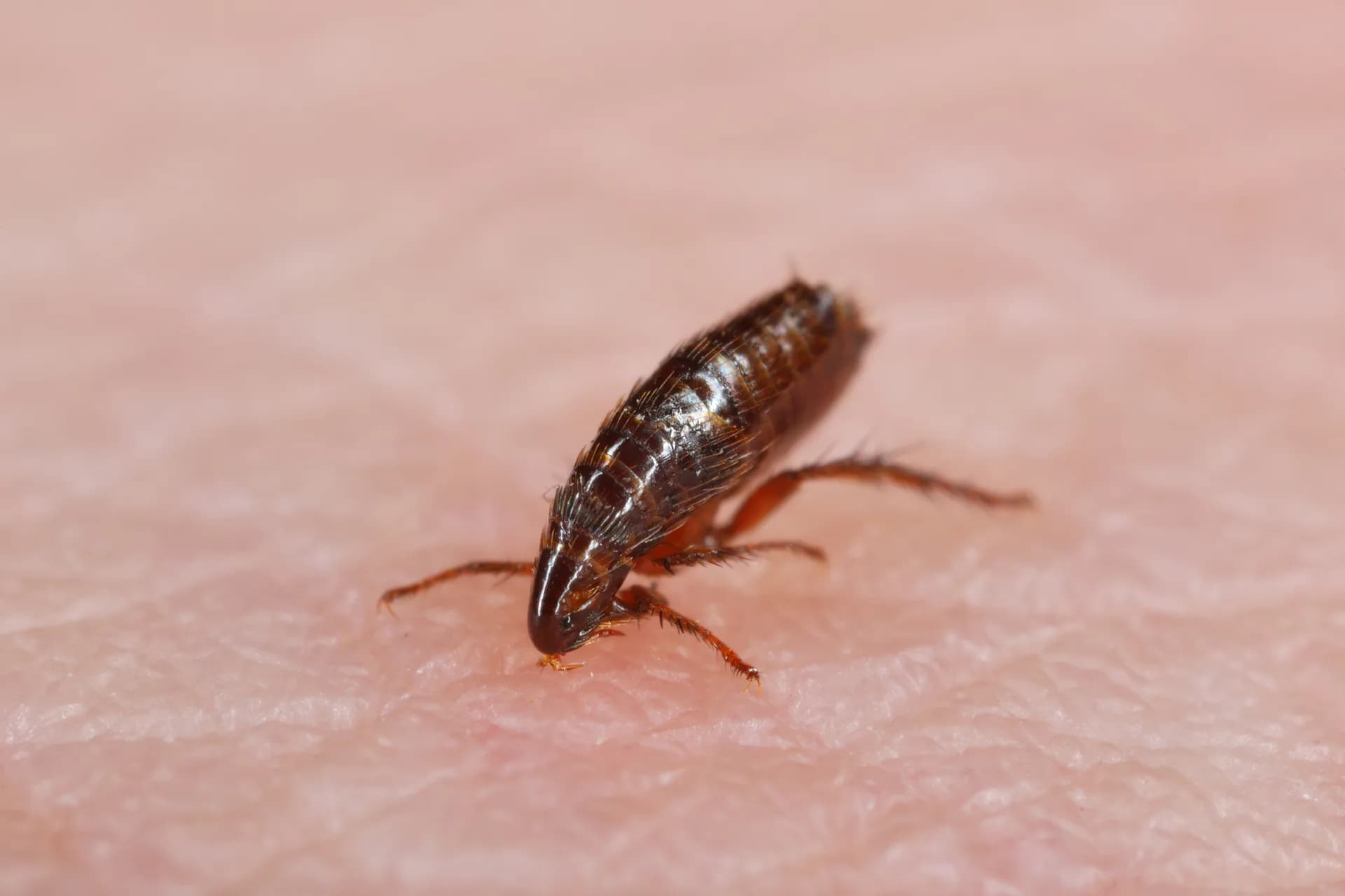 Close-up of a flea on human skin