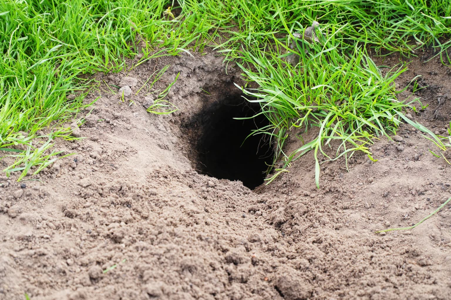 Fresh gopher hole and mound in Salinas Valley yard — active pocket gopher activity