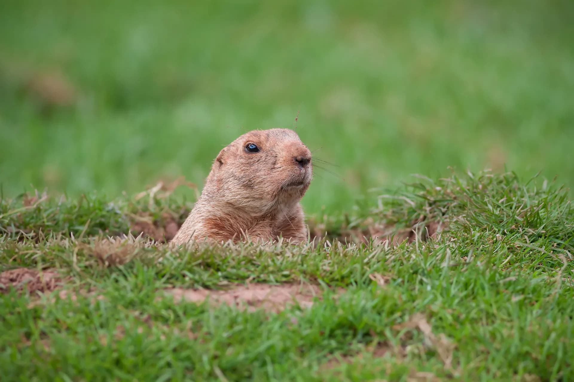 Pocket gopher emerging from burrow in Salinas Valley yard