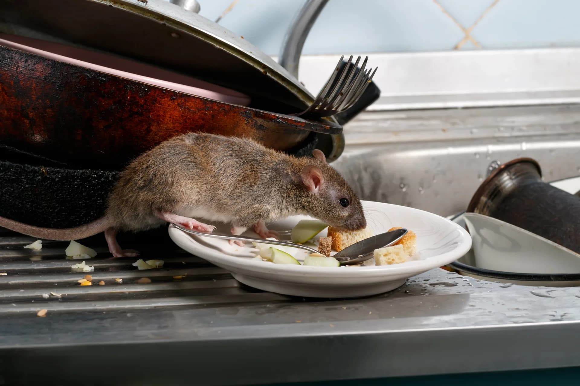 Rat foraging for food — roof rats are common in Santa Cruz redwood neighborhoods