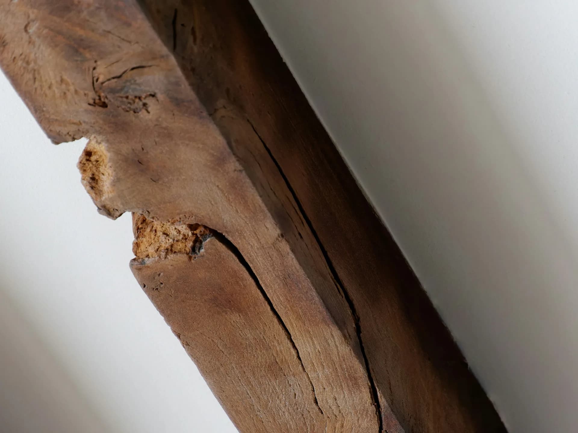 Termite damage to structural wood showing the difference between drywood and subterranean galleries
