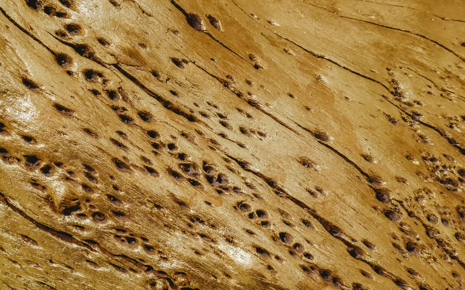 Termite damage with exit holes in wood — the type of active condition that becomes a Section 1 finding on a WDO report