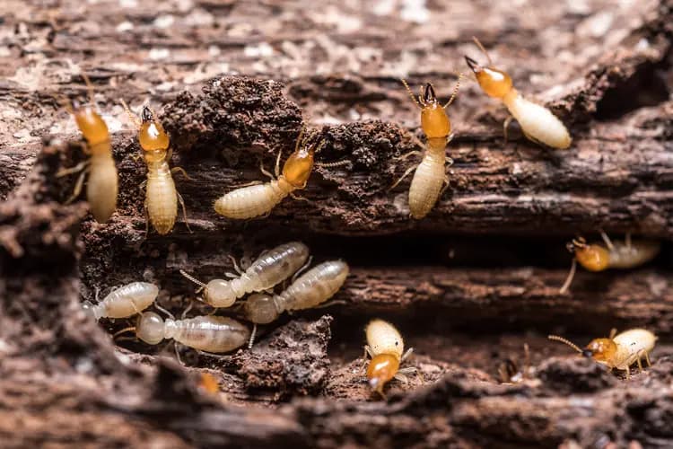 Termites actively eating through structural wood — drywood termite damage inside a wall