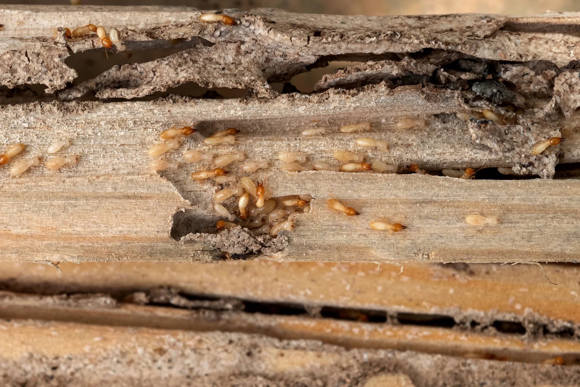 Termites eating through structural wood — termite damage in a Monterey County home