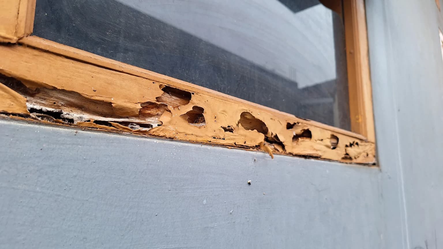 Termite damage to window frame — drywood termites commonly attack window and door frames in older Monterey County homes