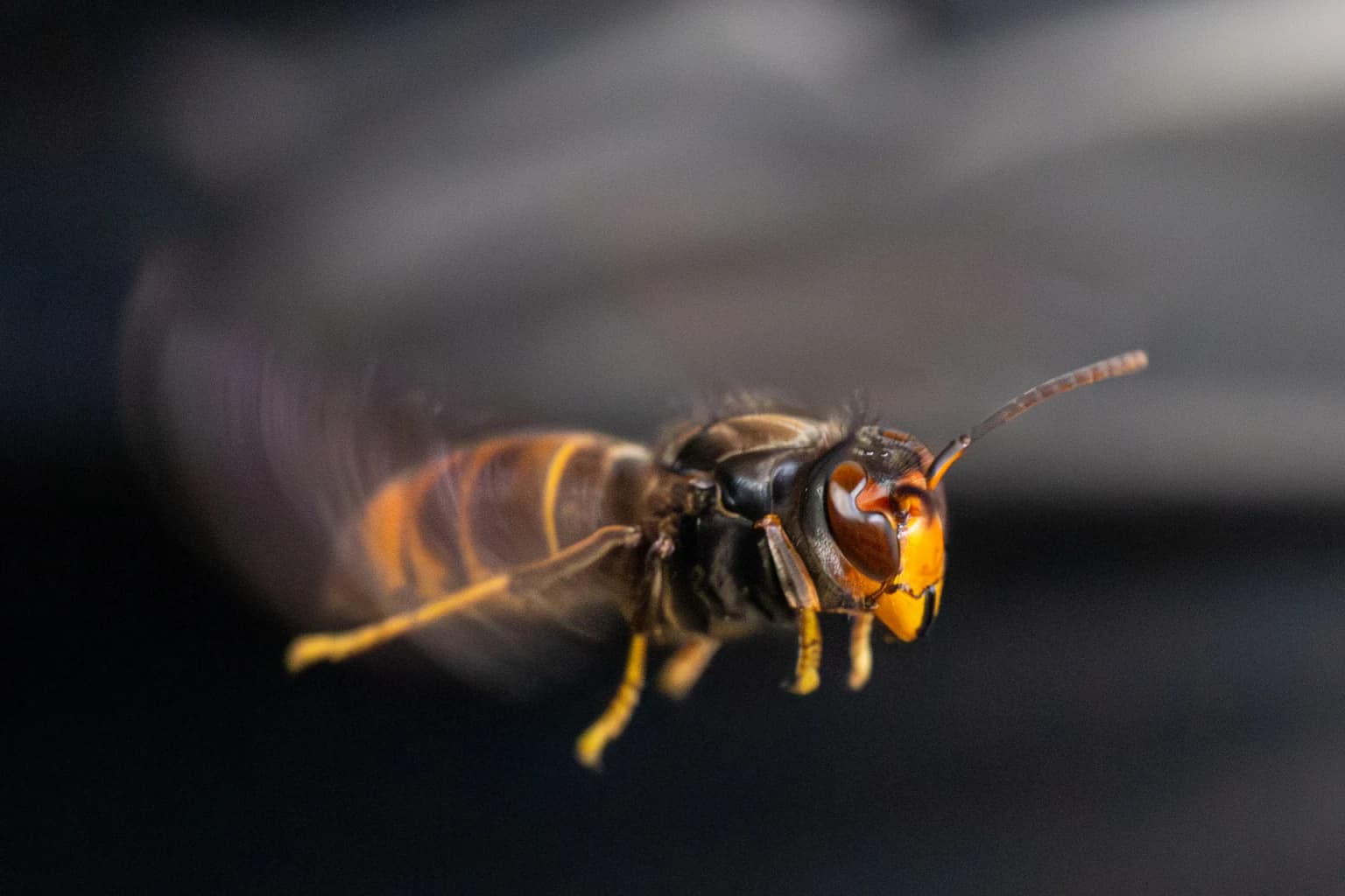 Wasp in flight — German yellow jackets are the most aggressive species in Santa Cruz County
