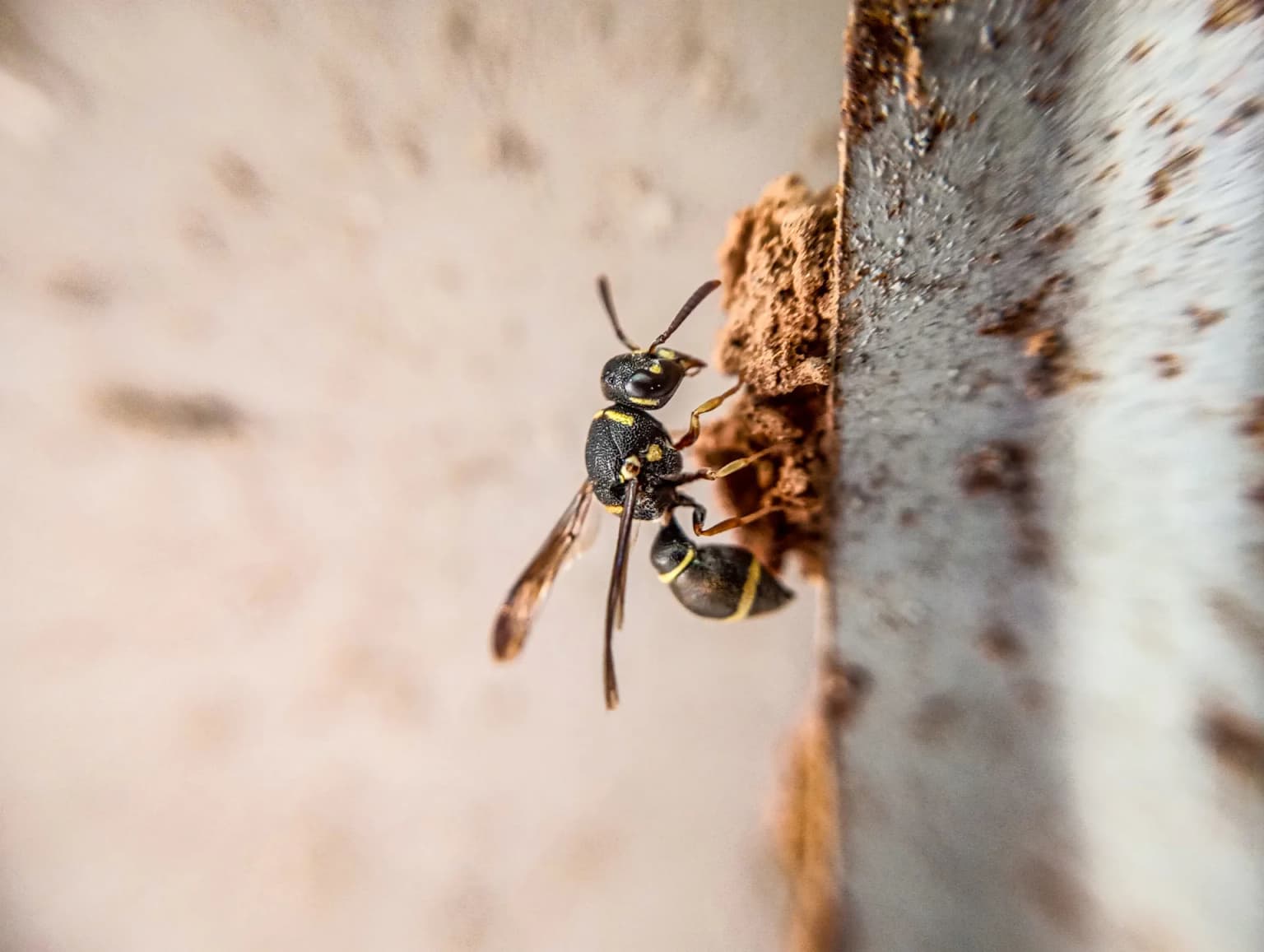 Wasp up close — yellow jackets and paper wasps are aggressive defenders of their nests during late summer