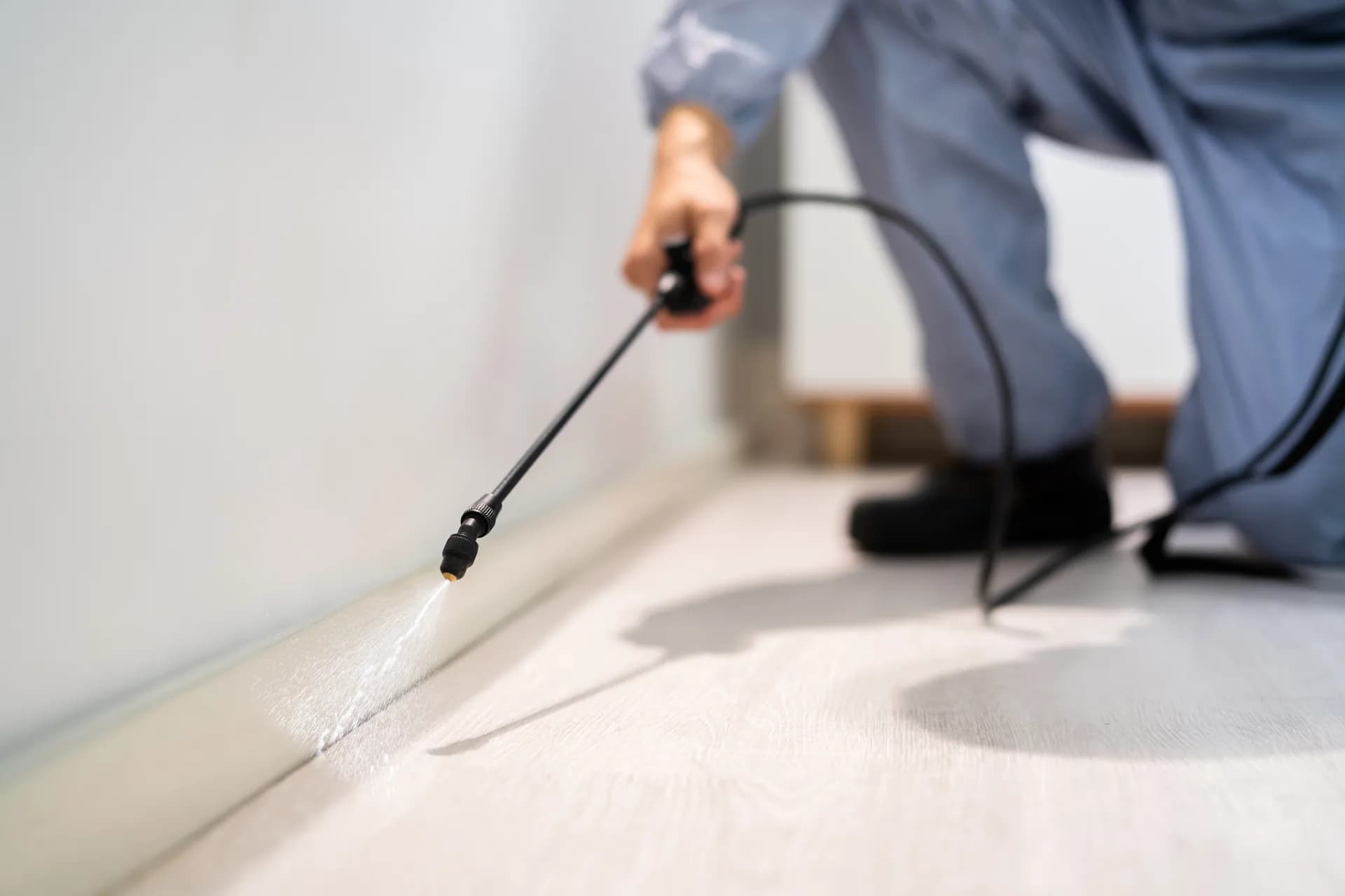 Pest control technician applying targeted baseboard treatment for fruit flies at the breeding source