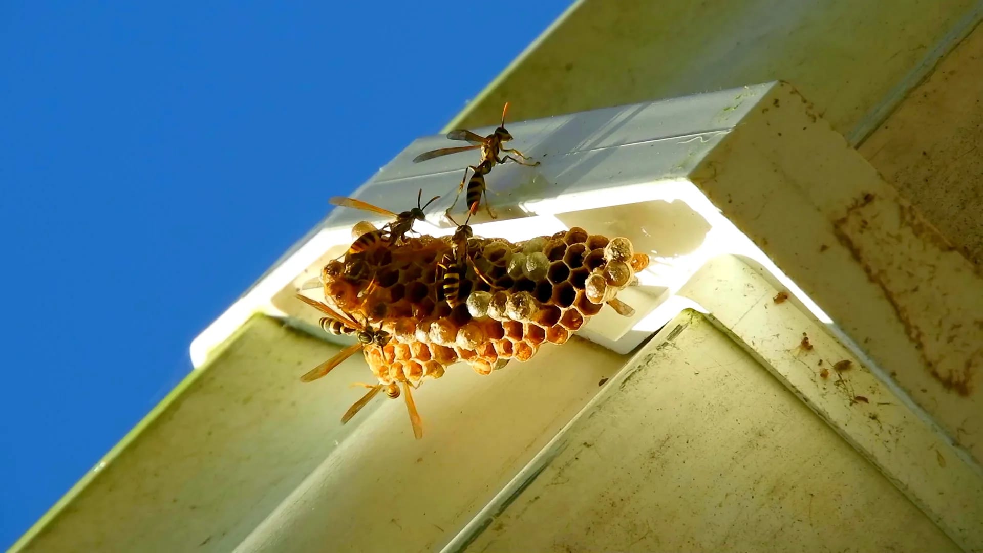 Paper wasp nest built on a home eave in Santa Cruz County
