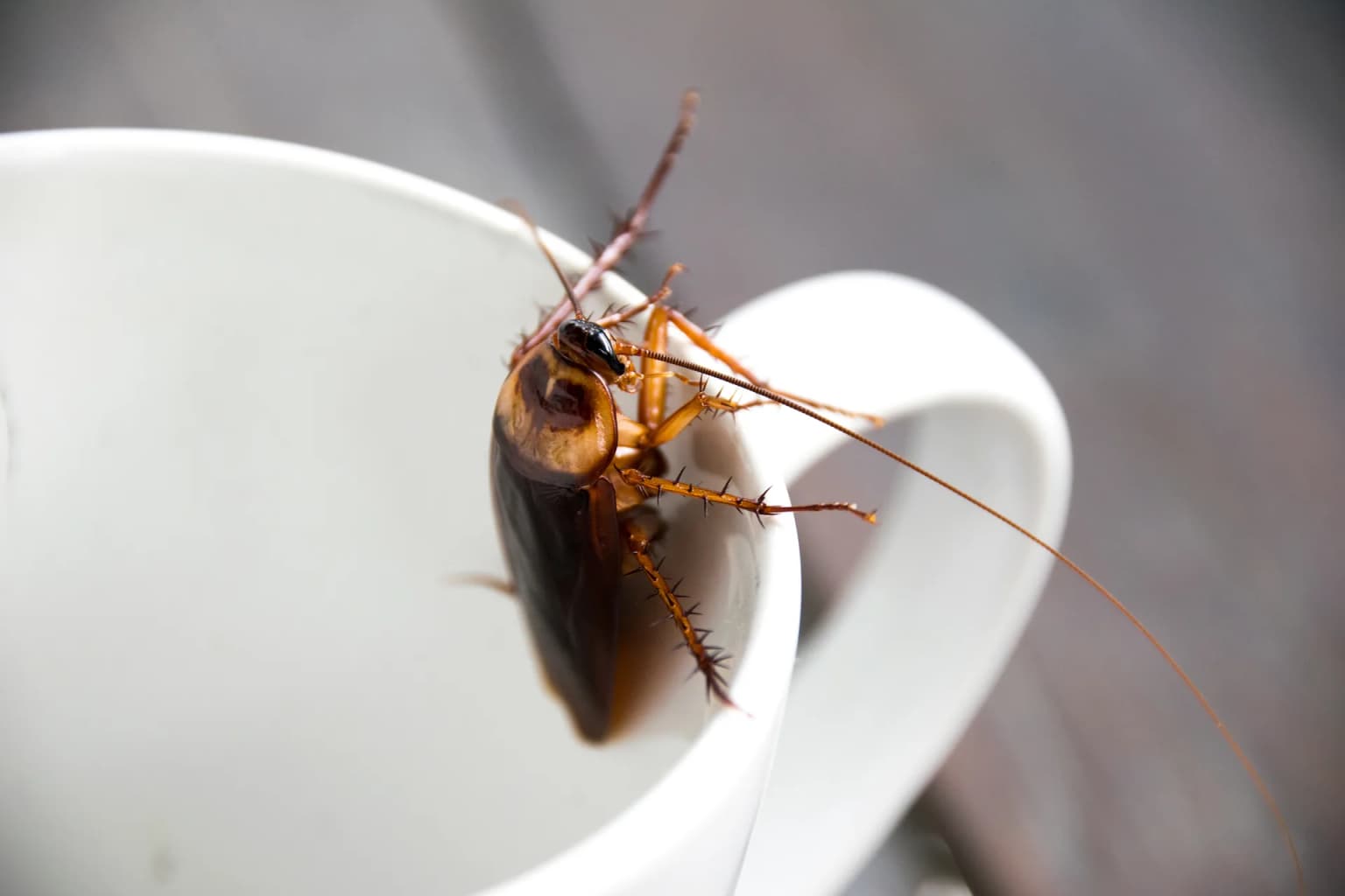Cockroach on a cup — German cockroaches in restaurant kitchens contaminate food surfaces and trigger health department citations