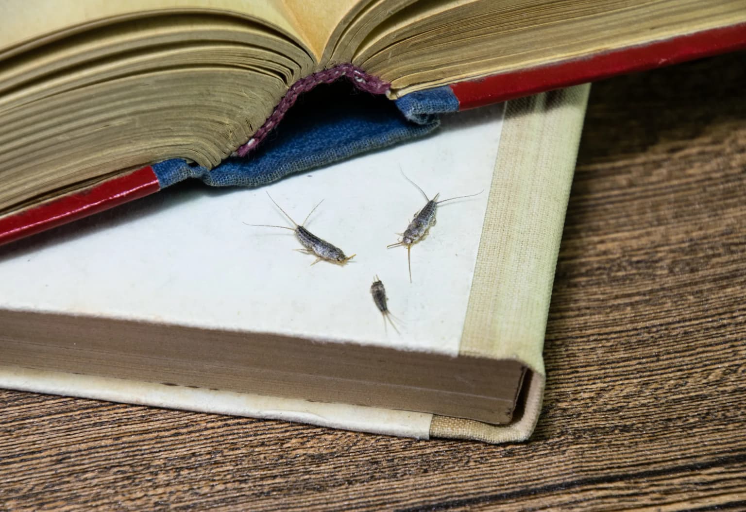 Silverfish on book pages — silverfish eat paper, glue, and starch causing damage to books and documents
