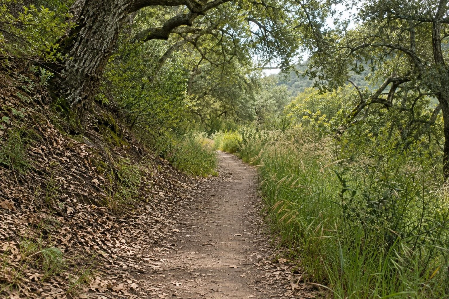 A dirt hiking trail runs through coast live oak woodland, with oak leaf litter piled on the shaded bank to the left and tall grass leaning into the path on the right.