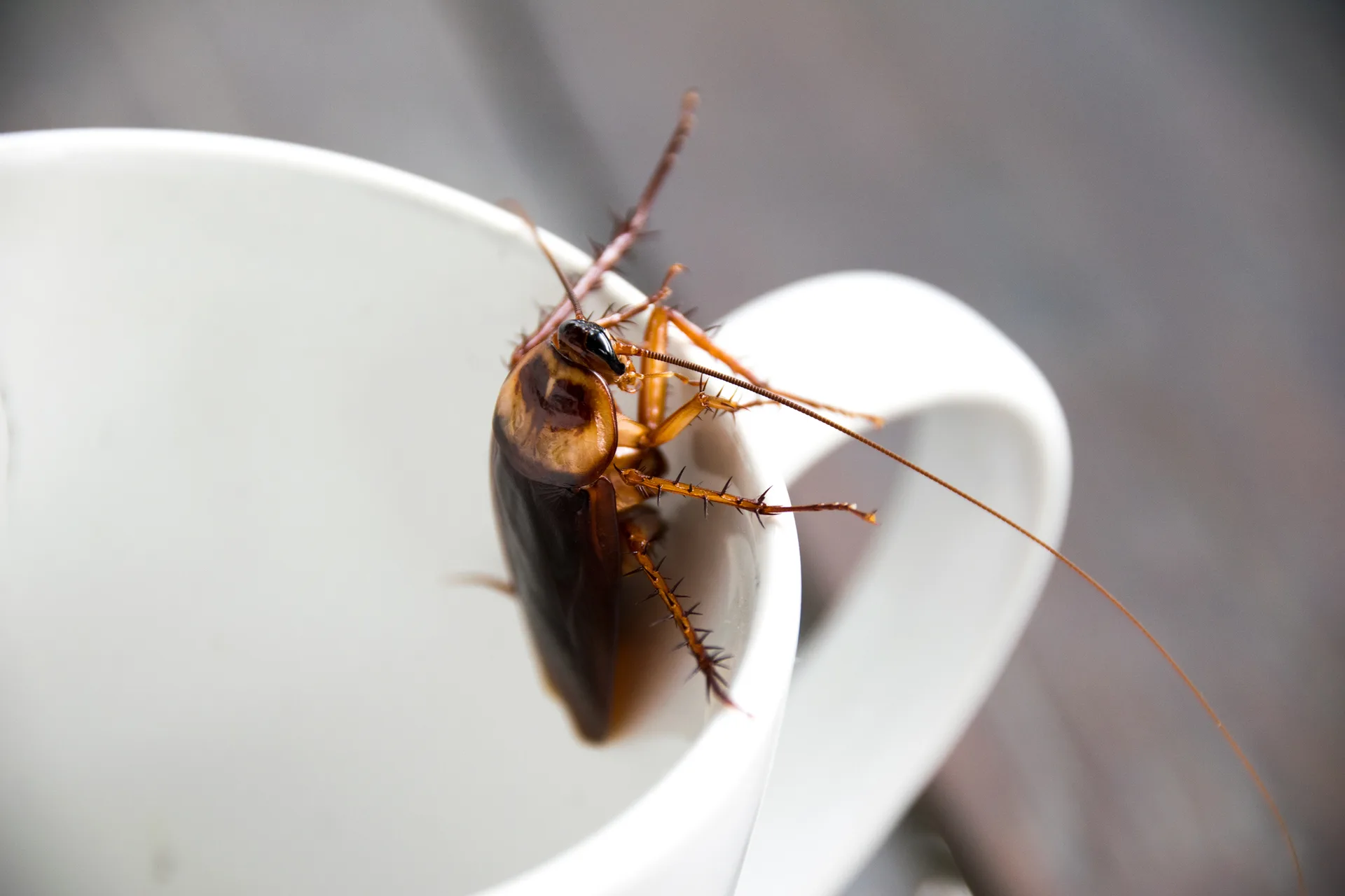 Cockroach on a cup illustrating contamination risk in a restaurant kitchen